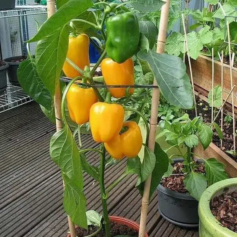 Pomar em apartamento